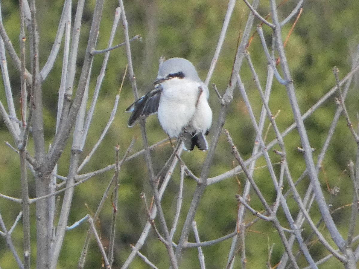 Northern Shrike - ML644031548
