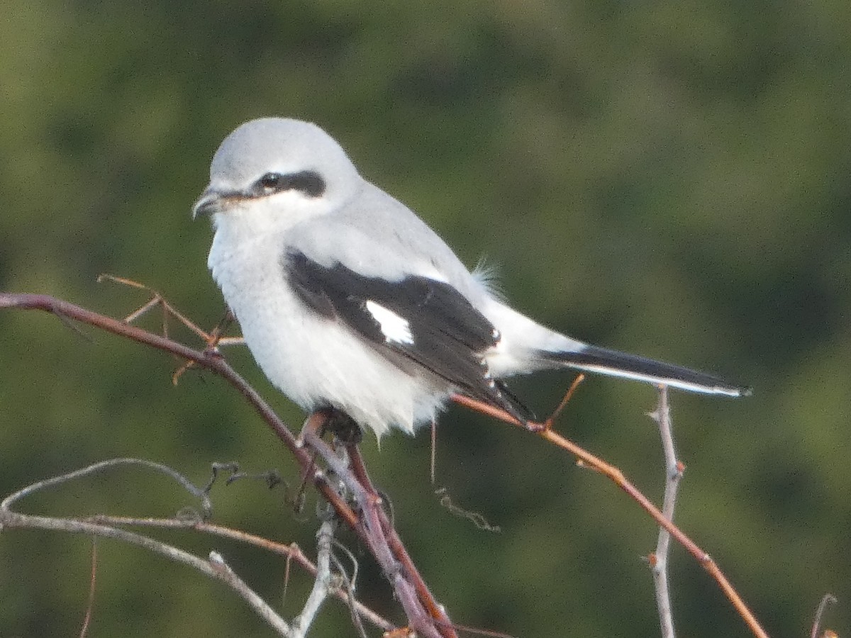 Northern Shrike - ML644031549
