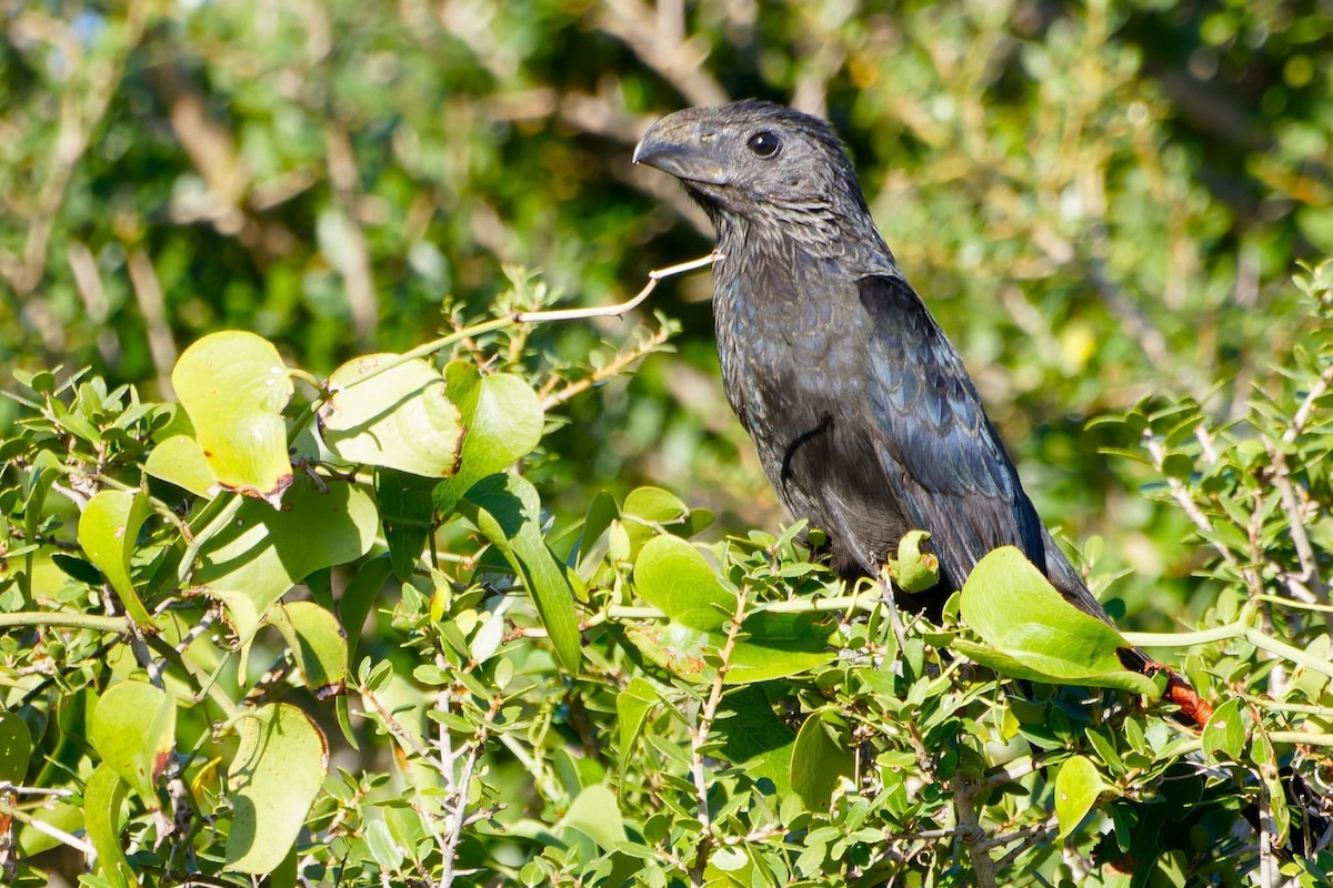 Groove-billed Ani - ML644031575
