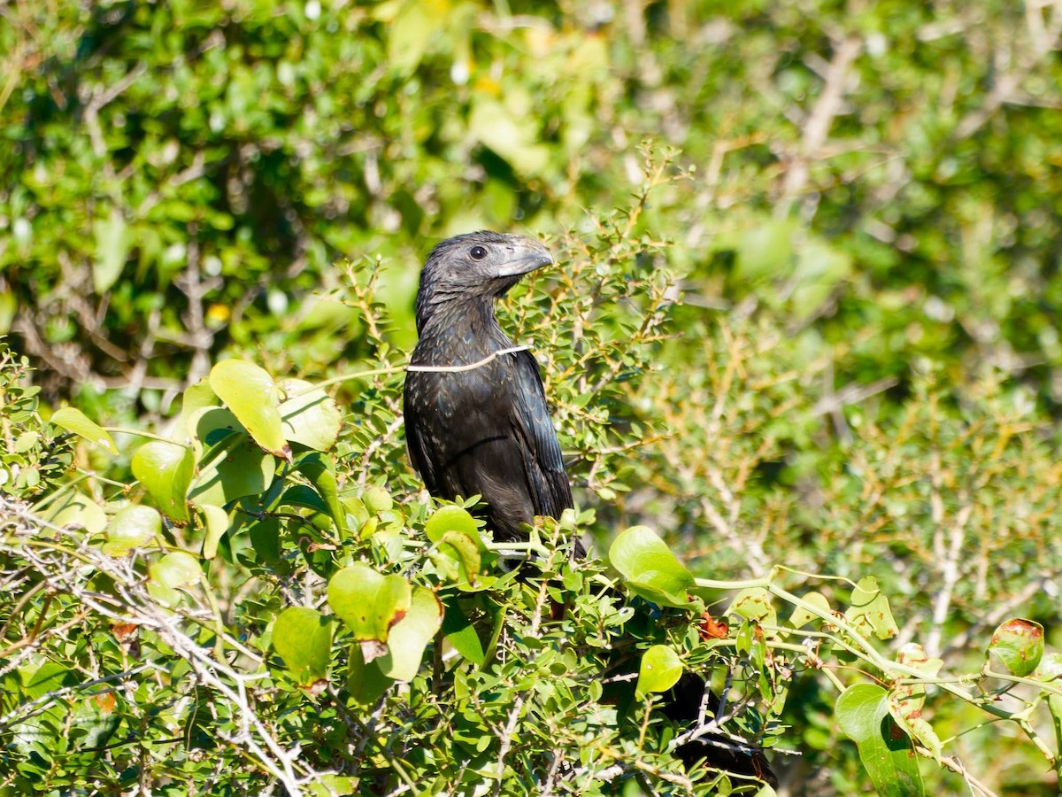 Groove-billed Ani - ML644031580