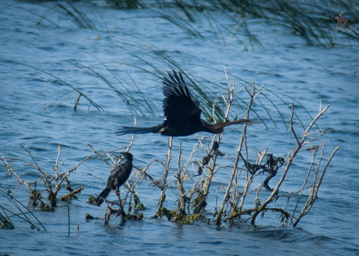 Orient-Schlangenhalsvogel - ML644031586