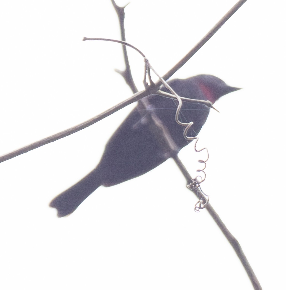 Purple-throated Fruitcrow - ML644031590