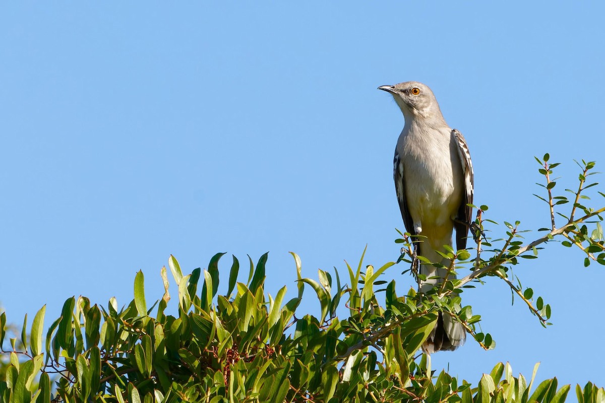 Northern Mockingbird - ML644031601