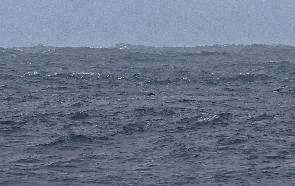 grålire - ML644031614