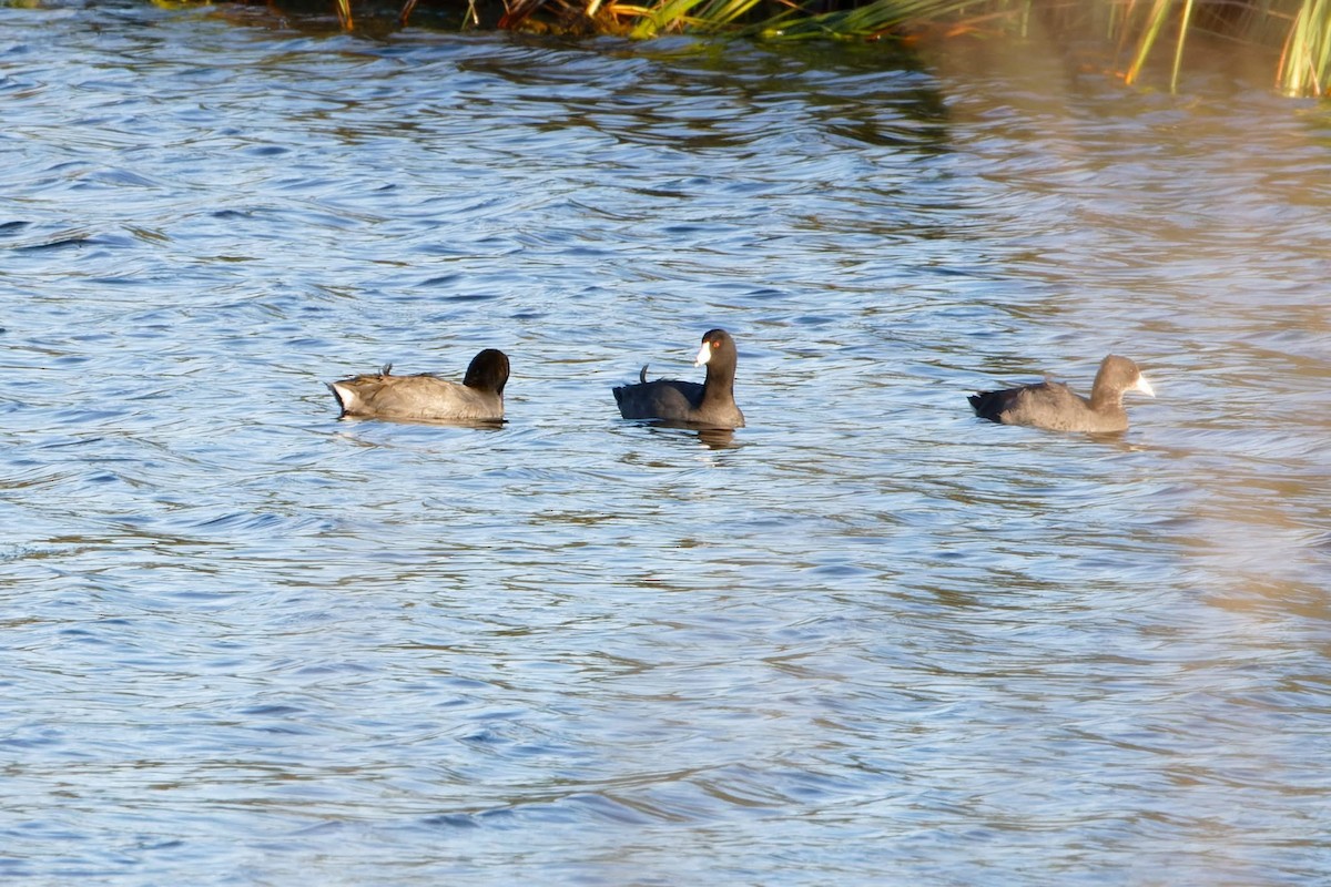 American Coot - ML644031630