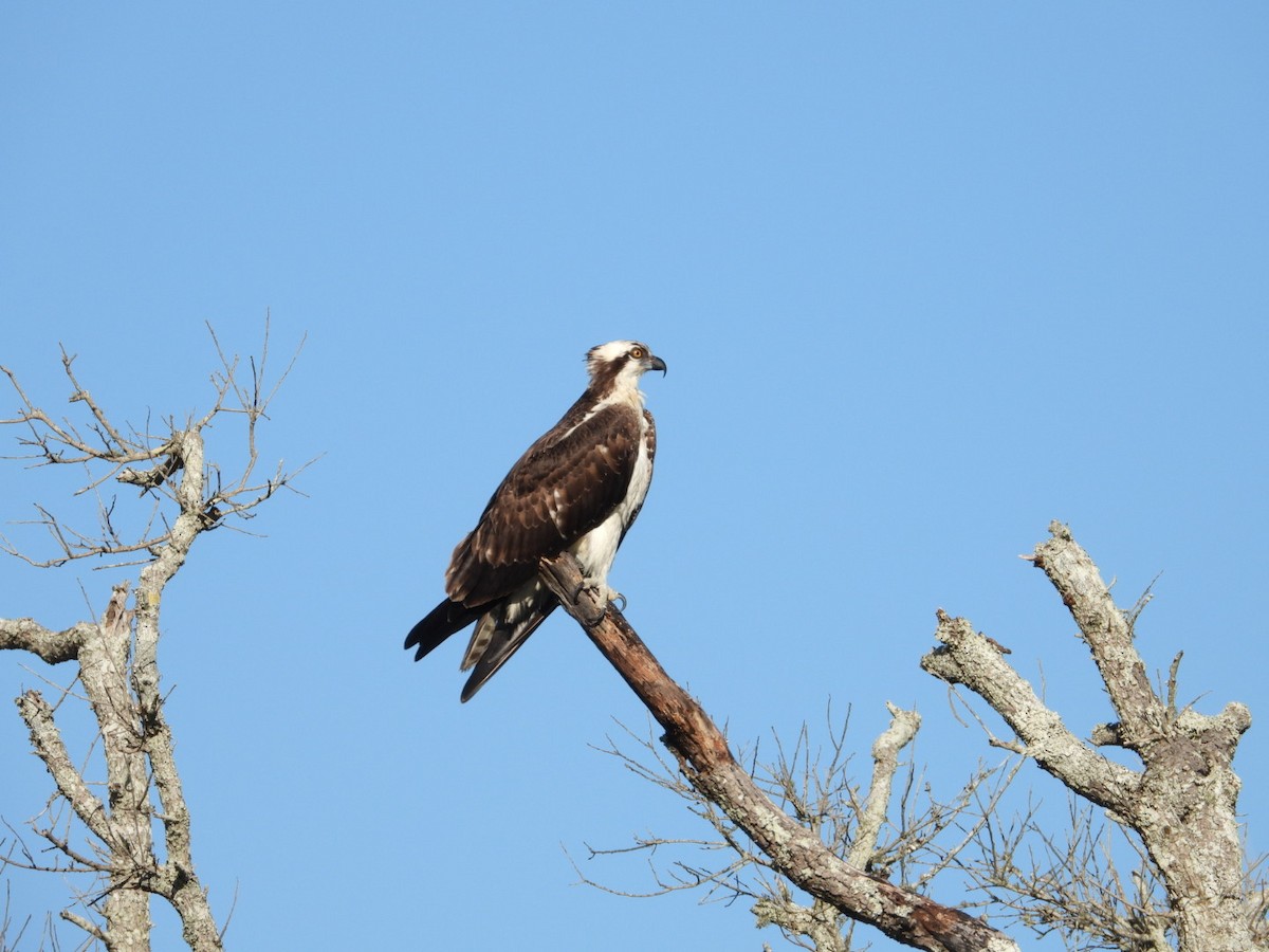 Águila Pescadora - ML644031639