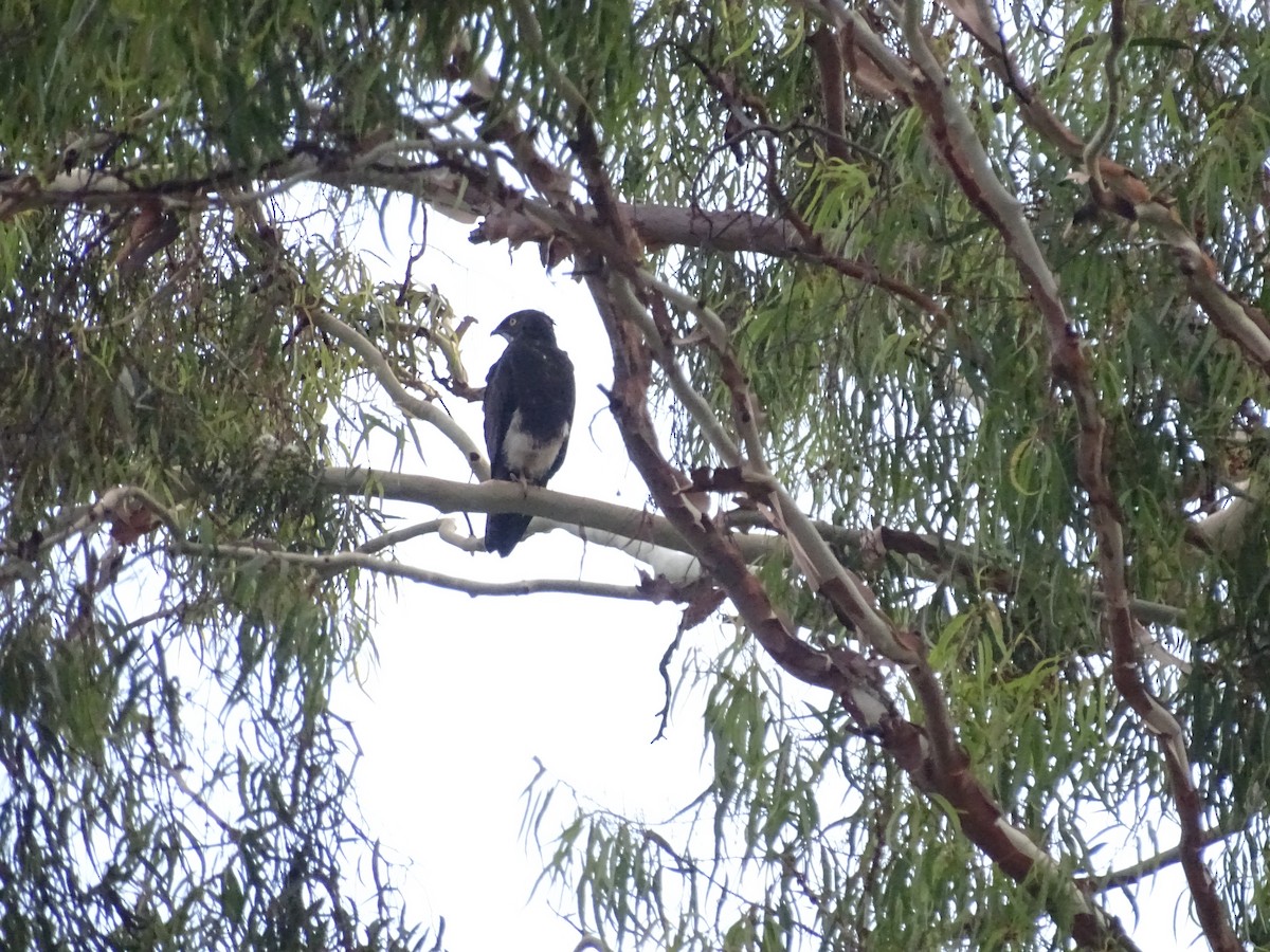 Bat Hawk - ML644031645