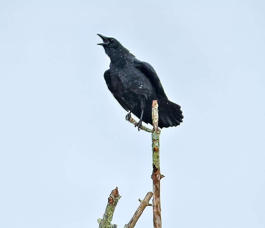American Crow - ML644031666