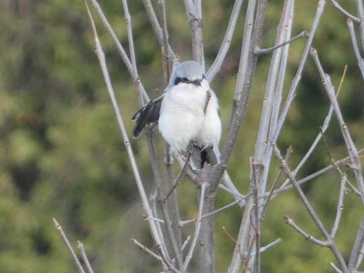 Northern Shrike - ML644031668