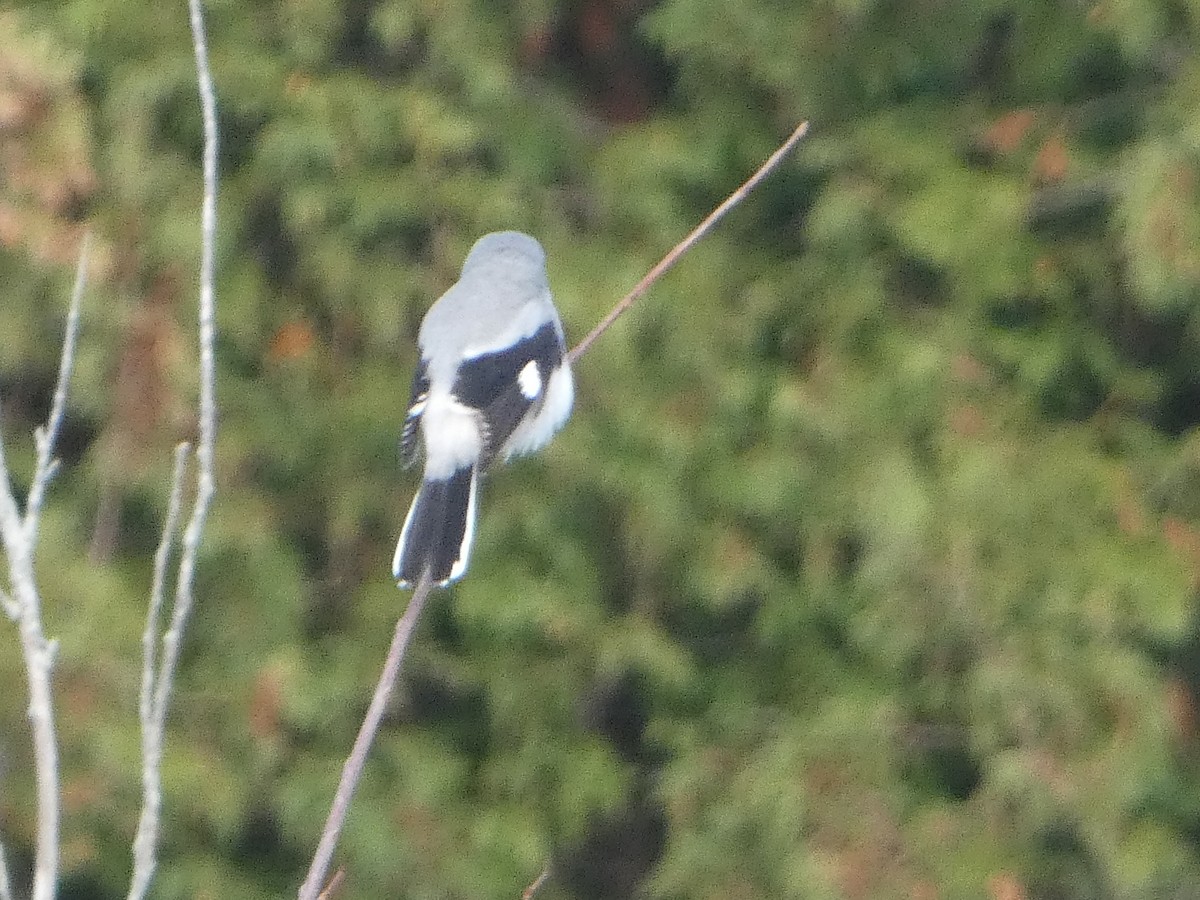 Northern Shrike - ML644031669