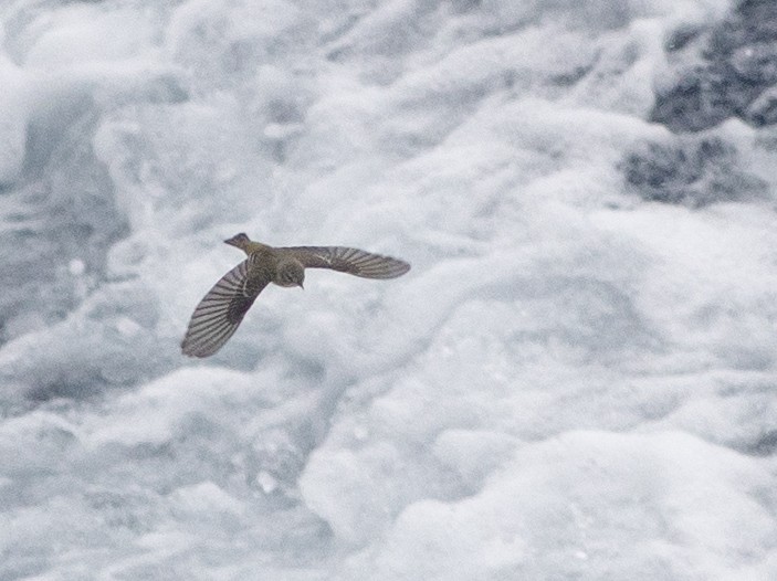 Cape May Warbler - ML644031680
