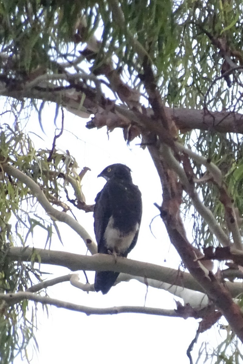 Bat Hawk - ML644031682