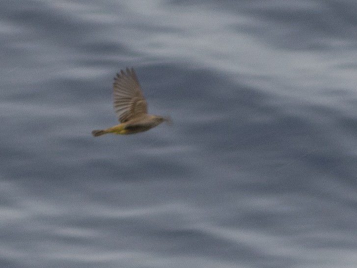 new world warbler sp. - ML644031685