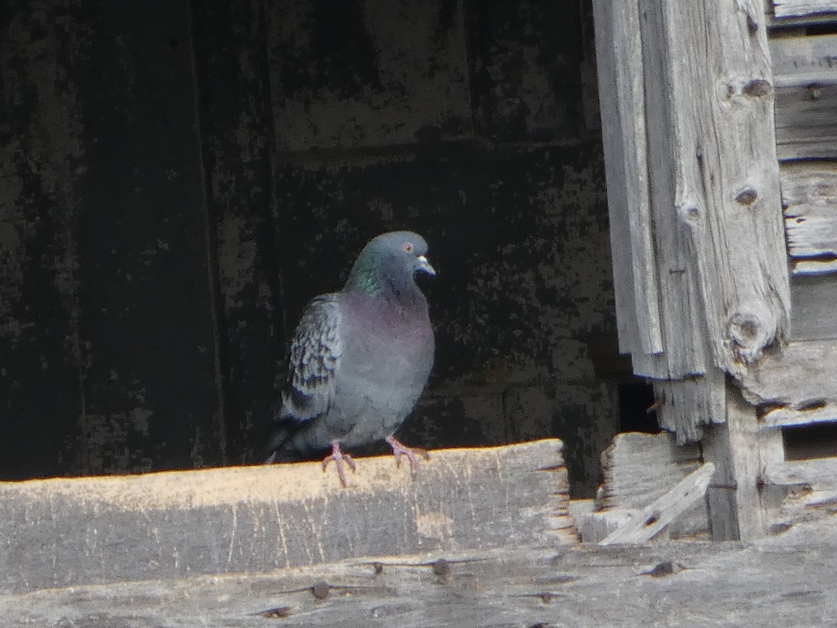 Rock Pigeon (Feral Pigeon) - ML644031686