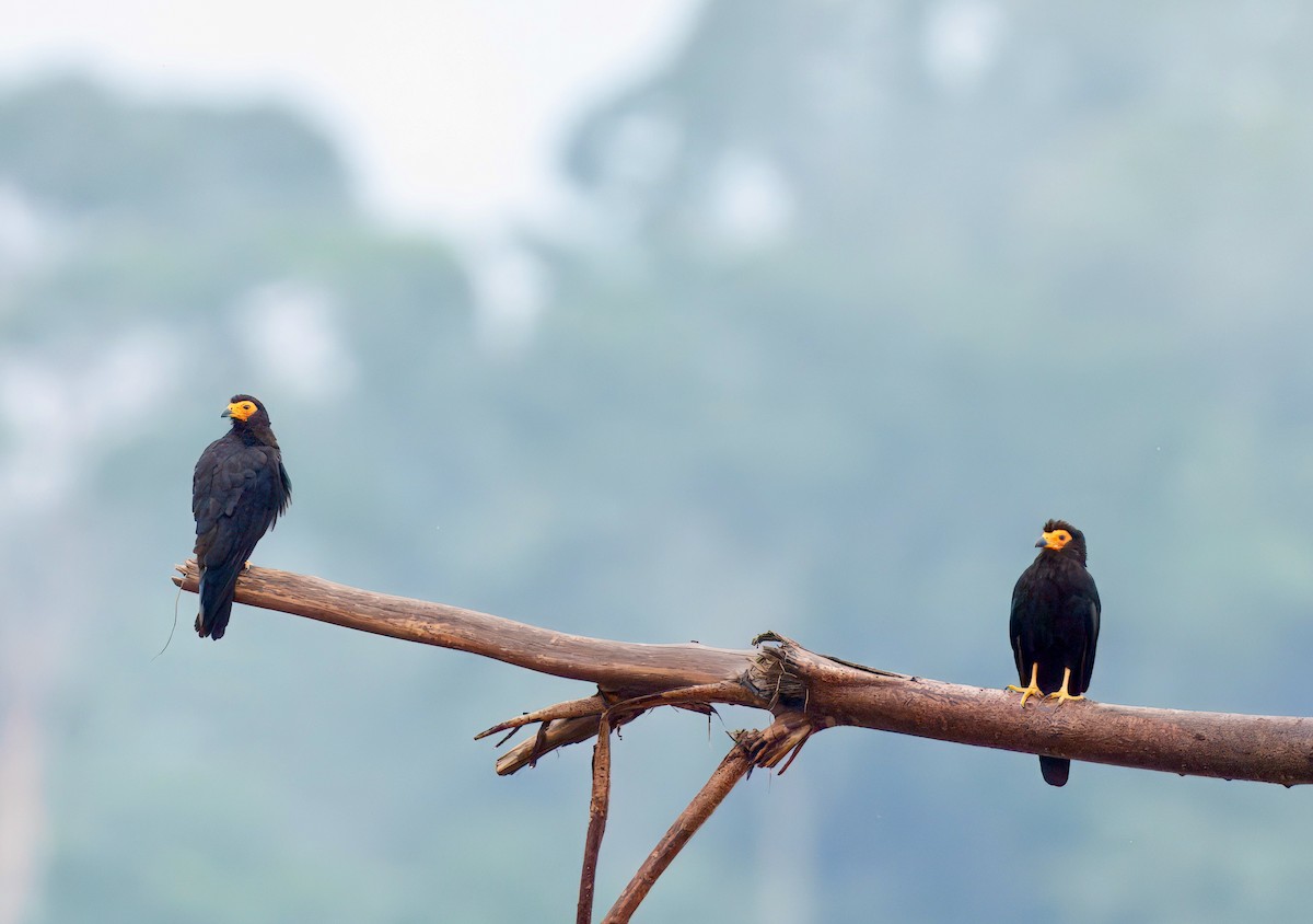 Siyah Karakara - ML644031691