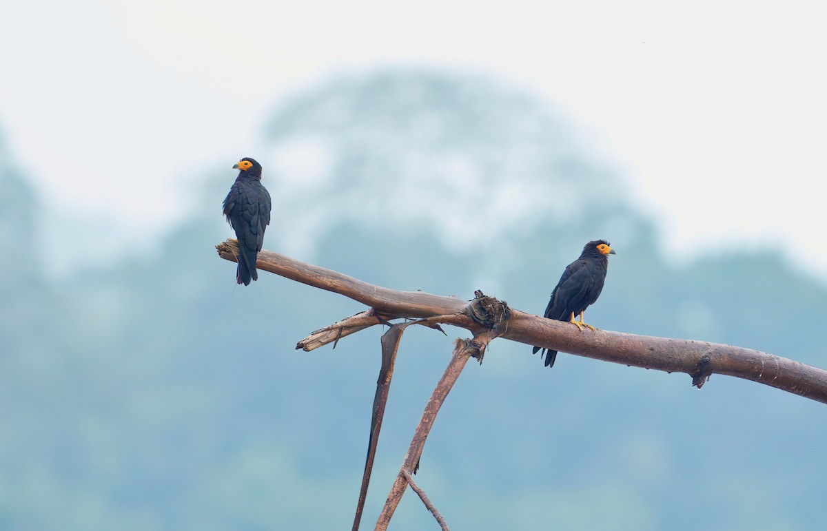 Siyah Karakara - ML644031692