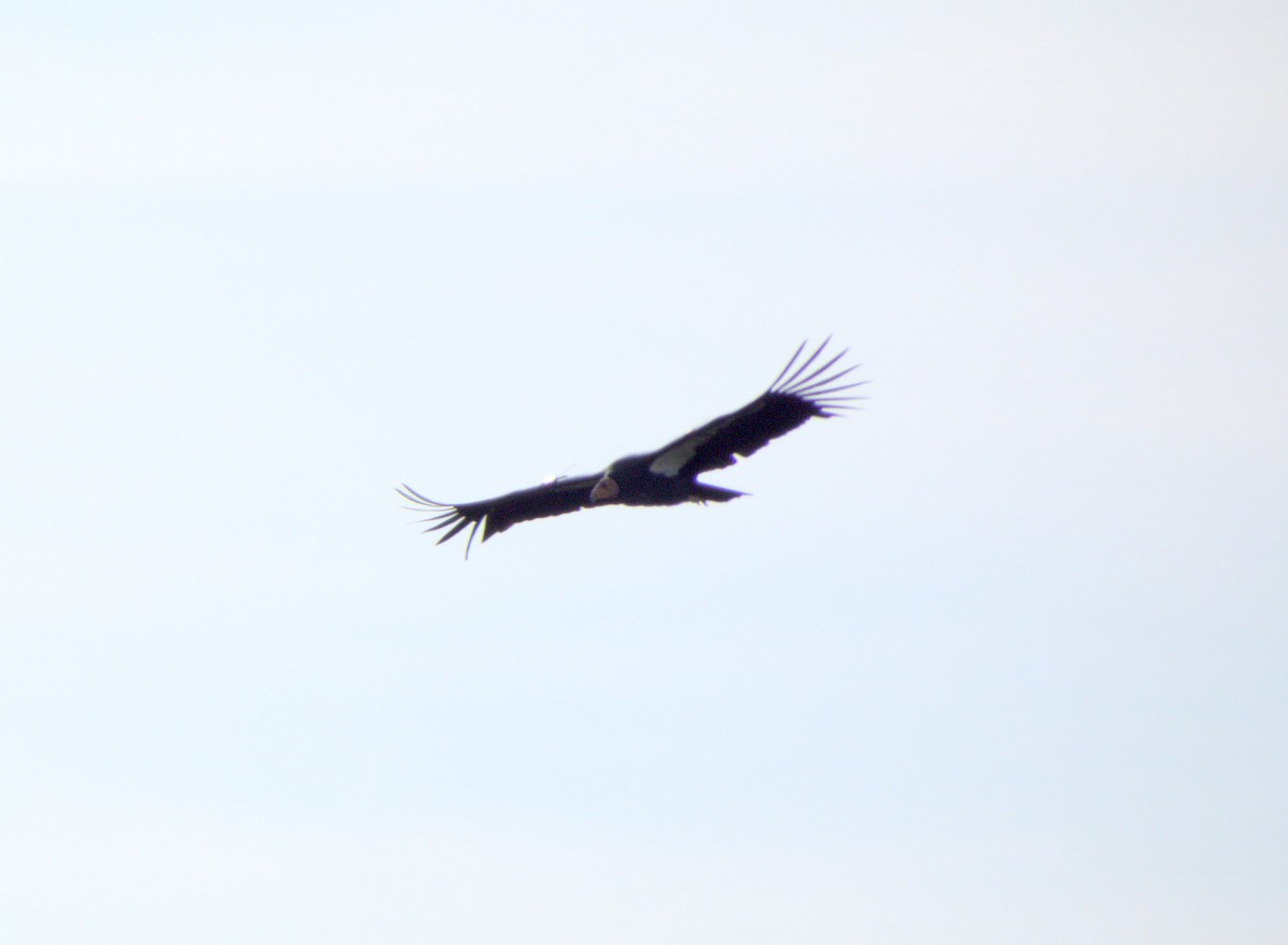 California Condor - ML644031712
