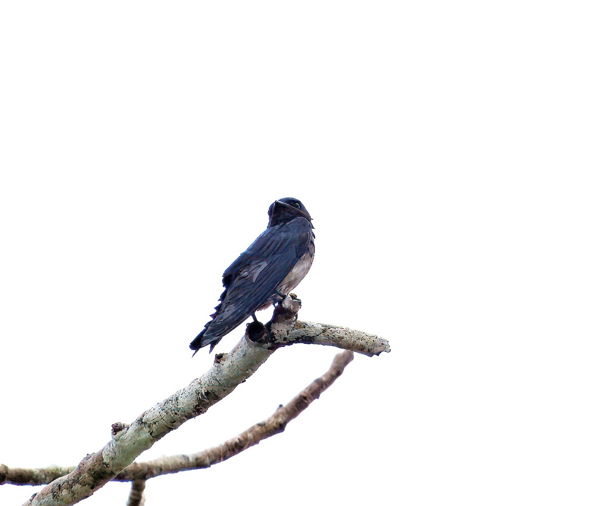 Gray-breasted Martin - ML644031723