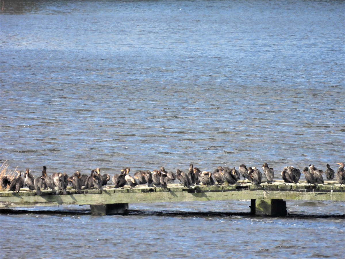 Double-crested Cormorant - ML644031758