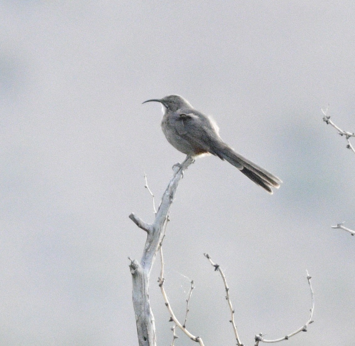 Crissal Thrasher - ML644031797