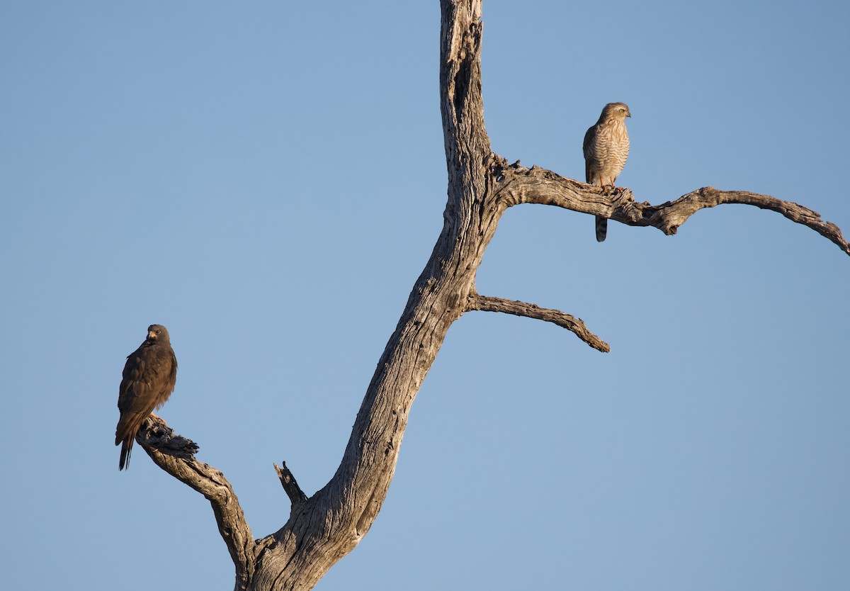 Gabar Goshawk - ML644031839