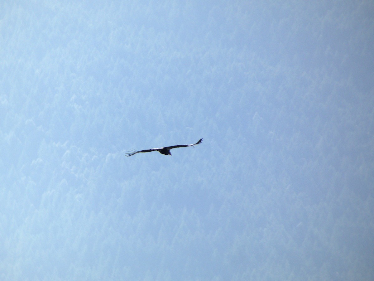 California Condor - ML644031844