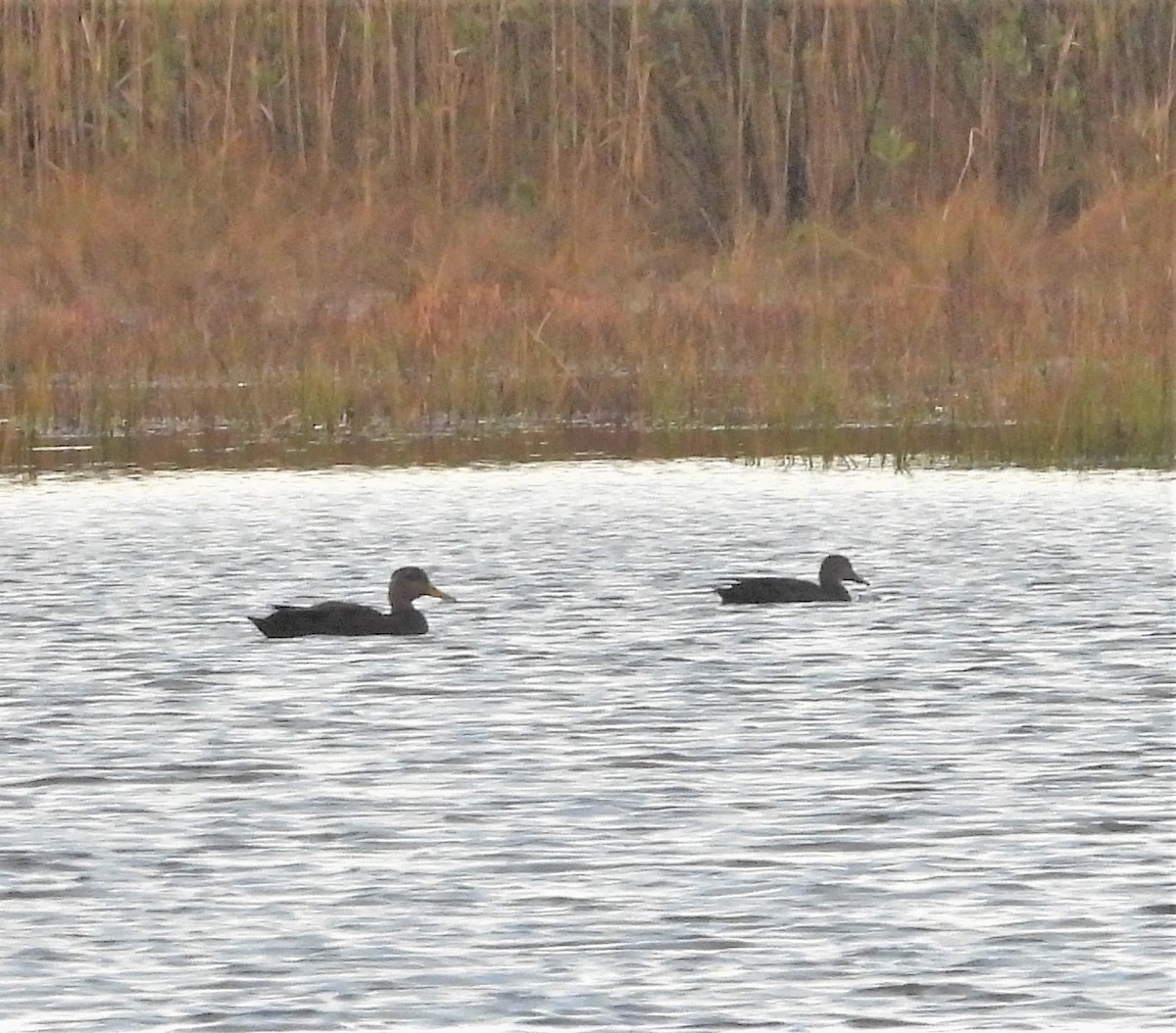 American Black Duck - ML644031861