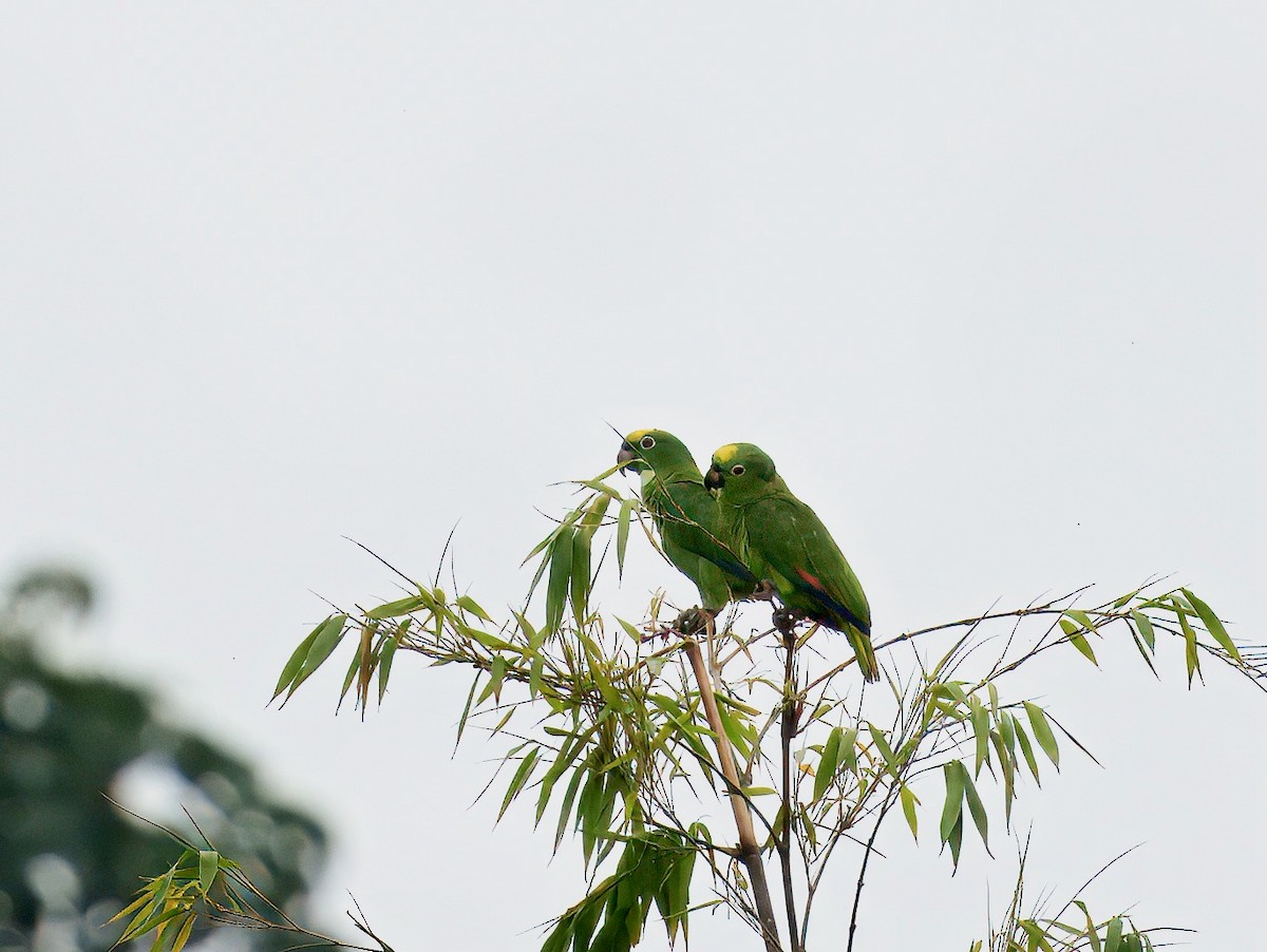 Yellow-crowned Amazon - ML644031862