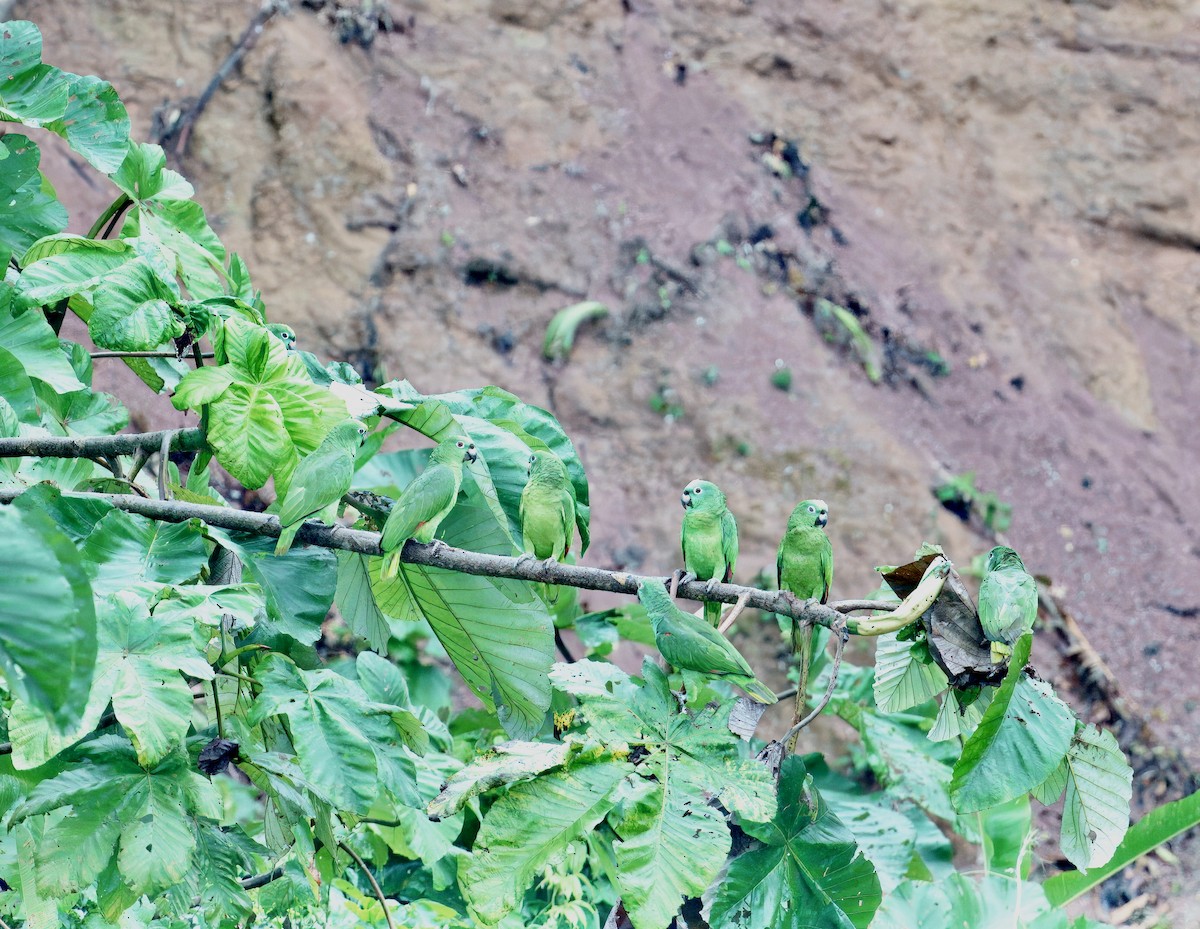 Yellow-crowned Amazon - ML644031863