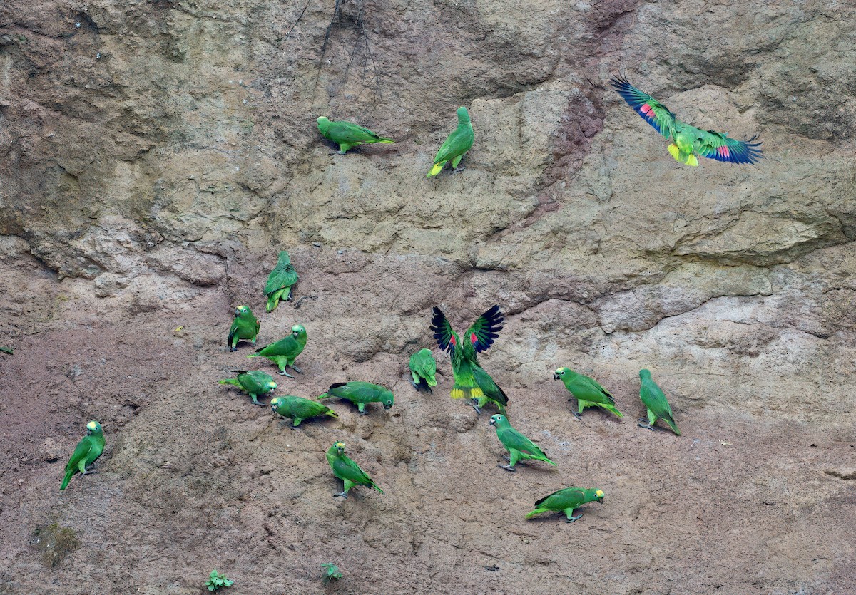 Yellow-crowned Amazon - ML644031864