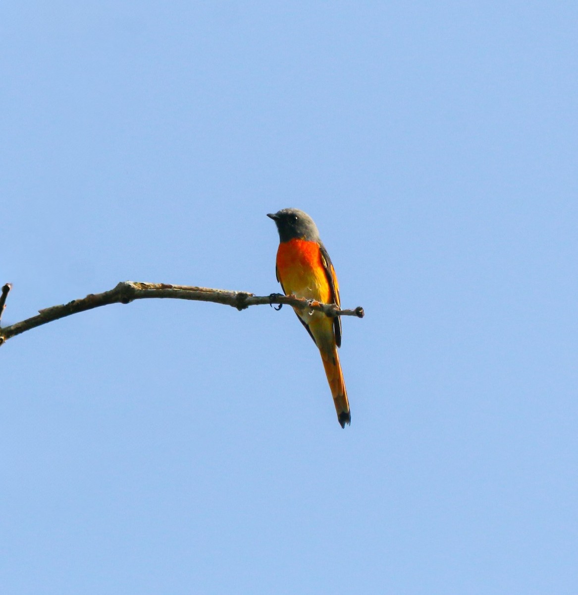 Small Minivet - ML644031879