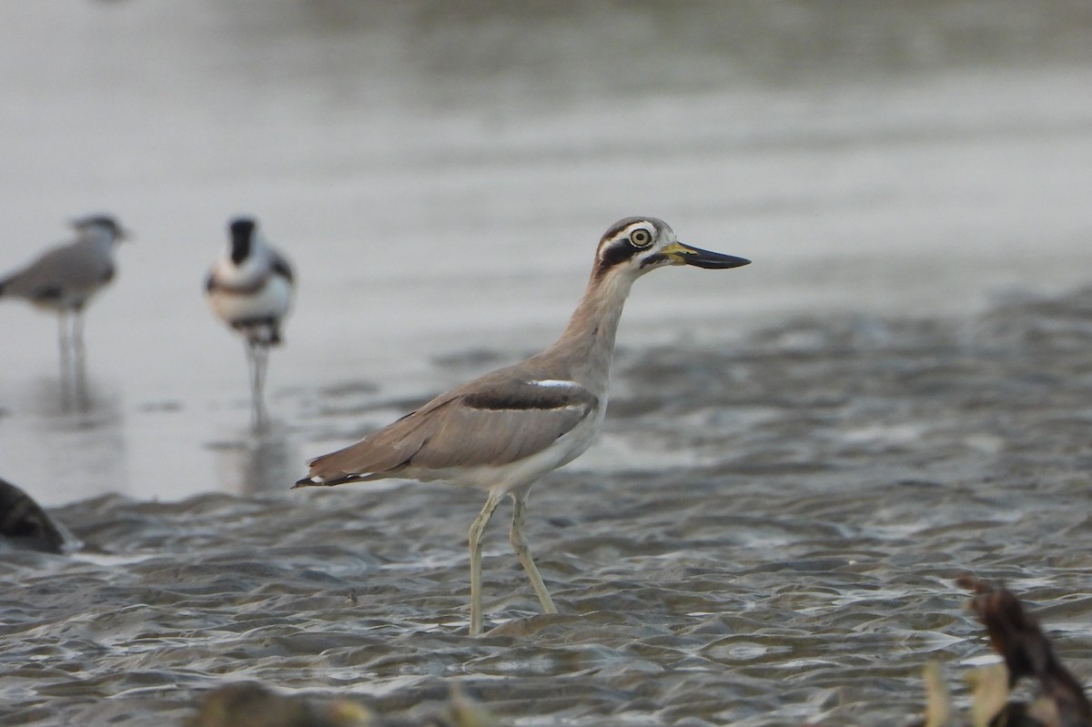 Great Thick-knee - ML644031882