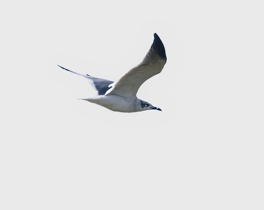 Laughing Gull - ML644031911