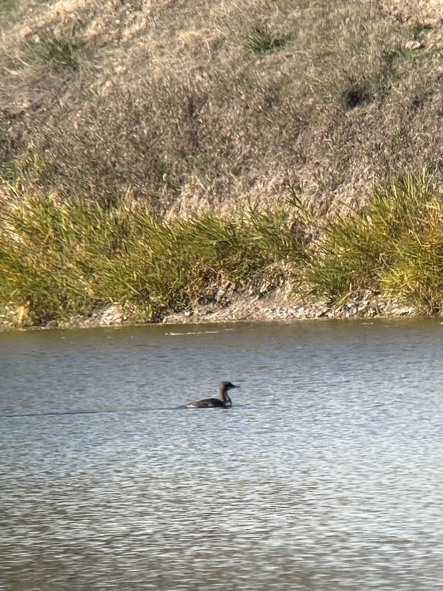 太平洋潛鳥 - ML644031915