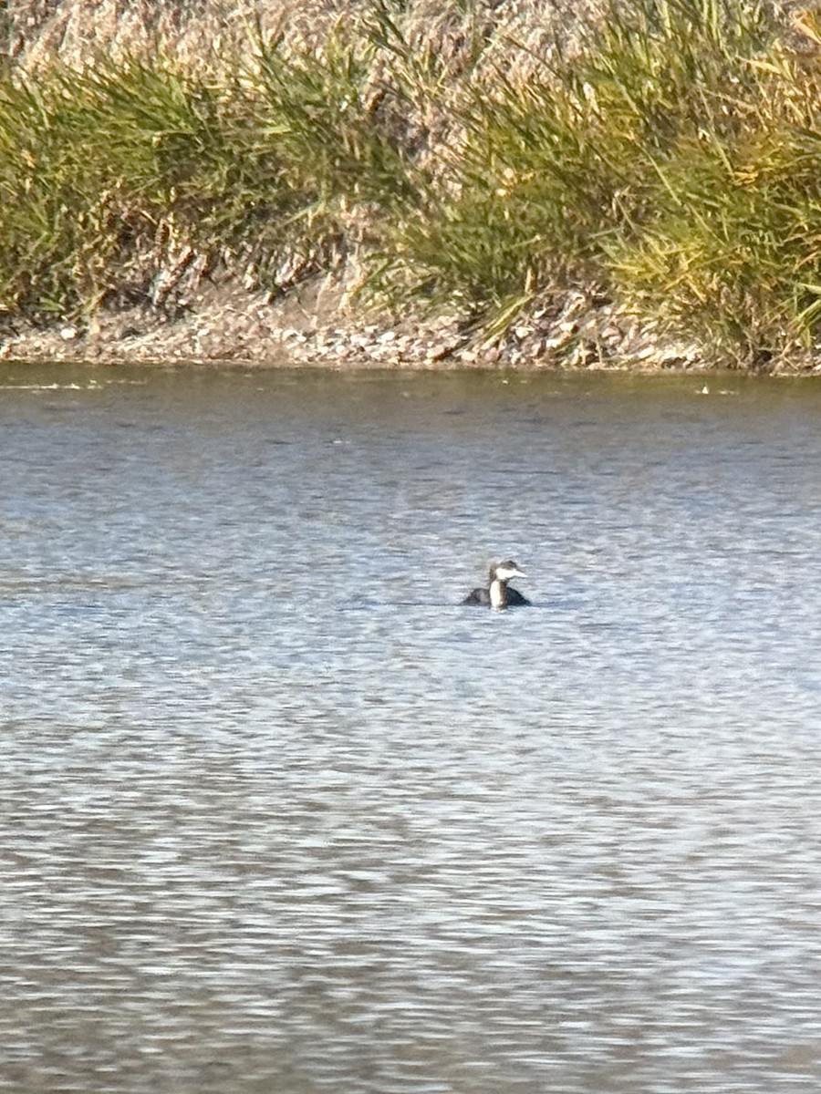 太平洋潛鳥 - ML644031916