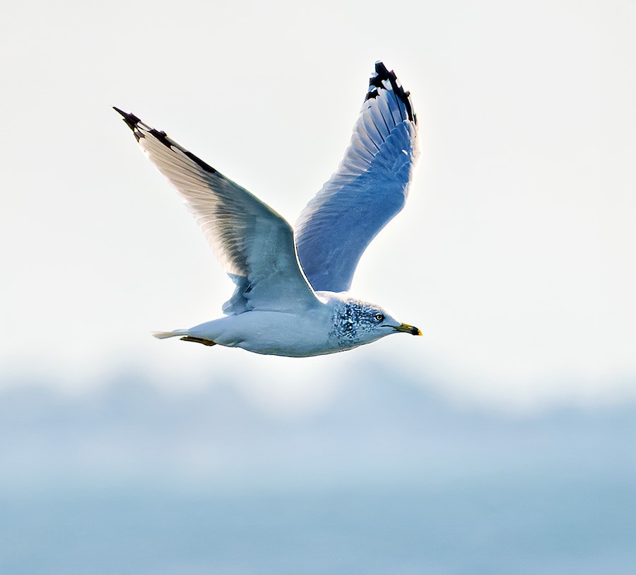 Ring-billed Gull - ML644031943