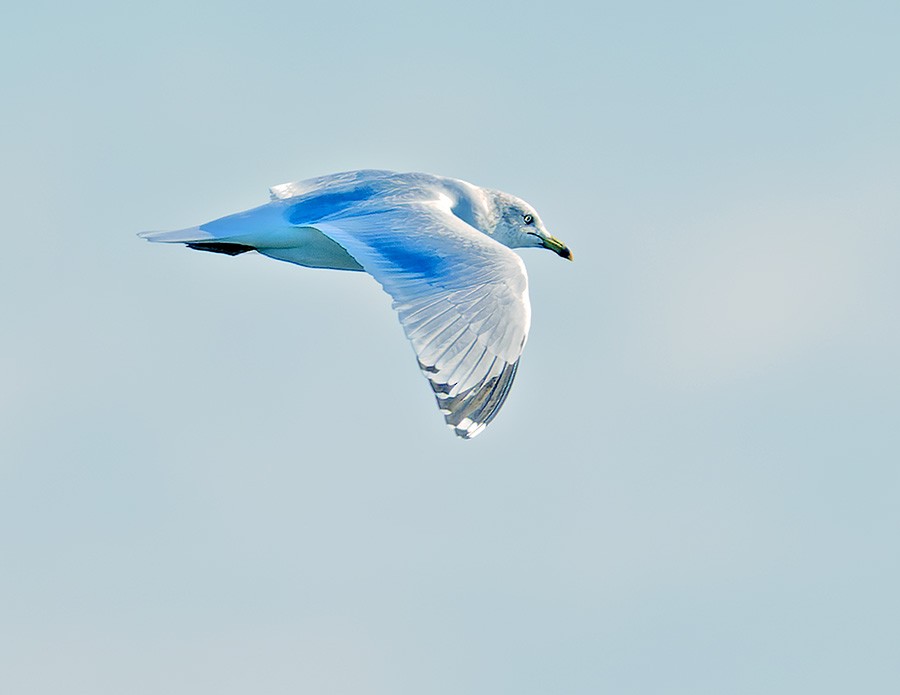 Ring-billed Gull - ML644031944