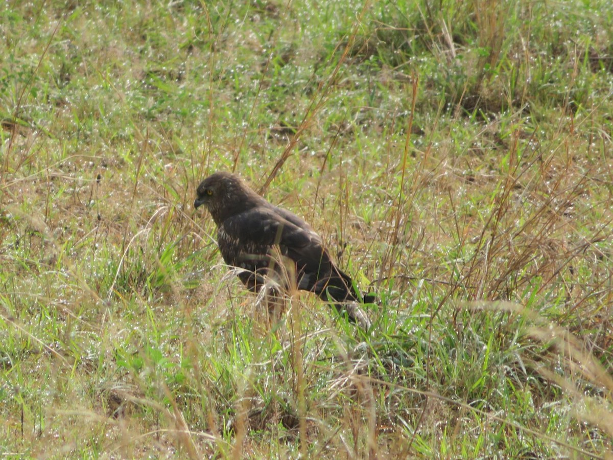African Marsh Harrier - ML644031945
