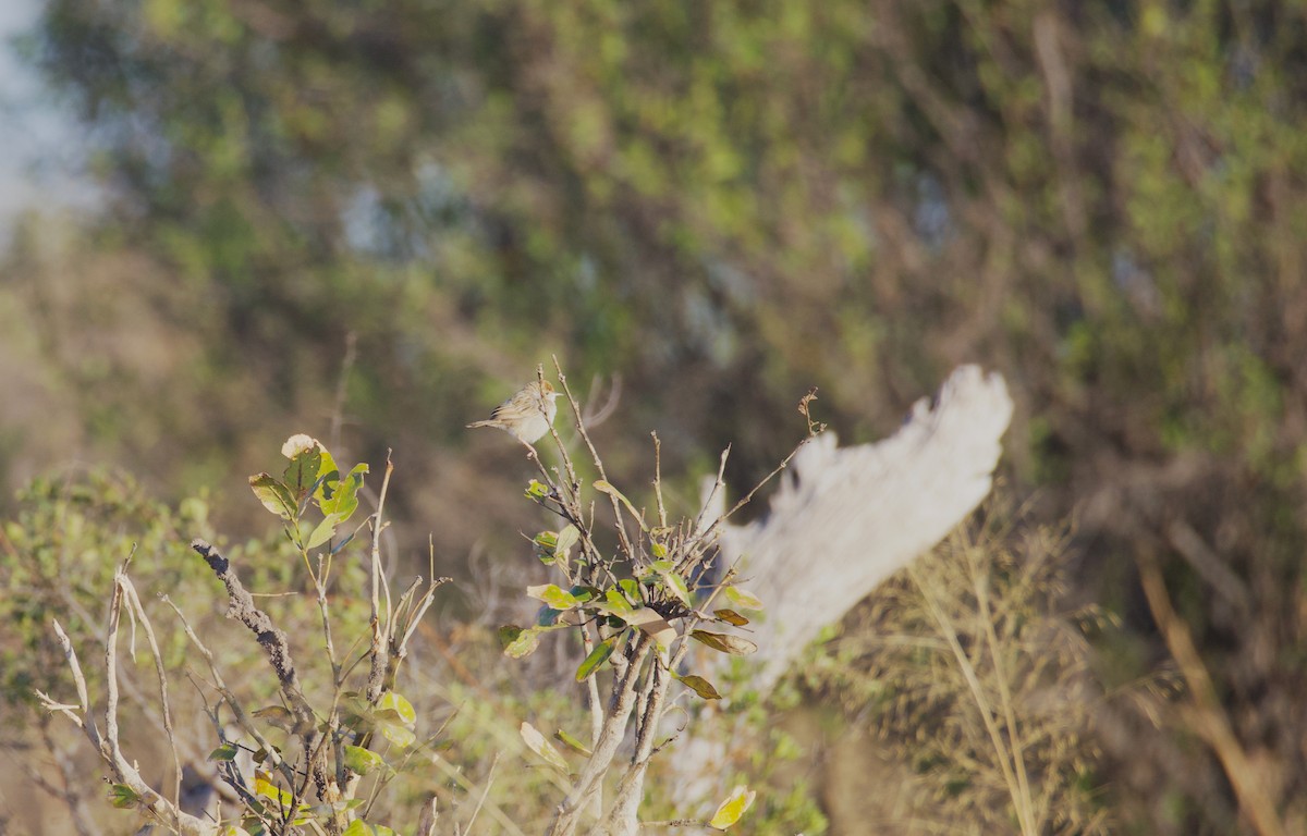 Rattling Cisticola - ML644031961