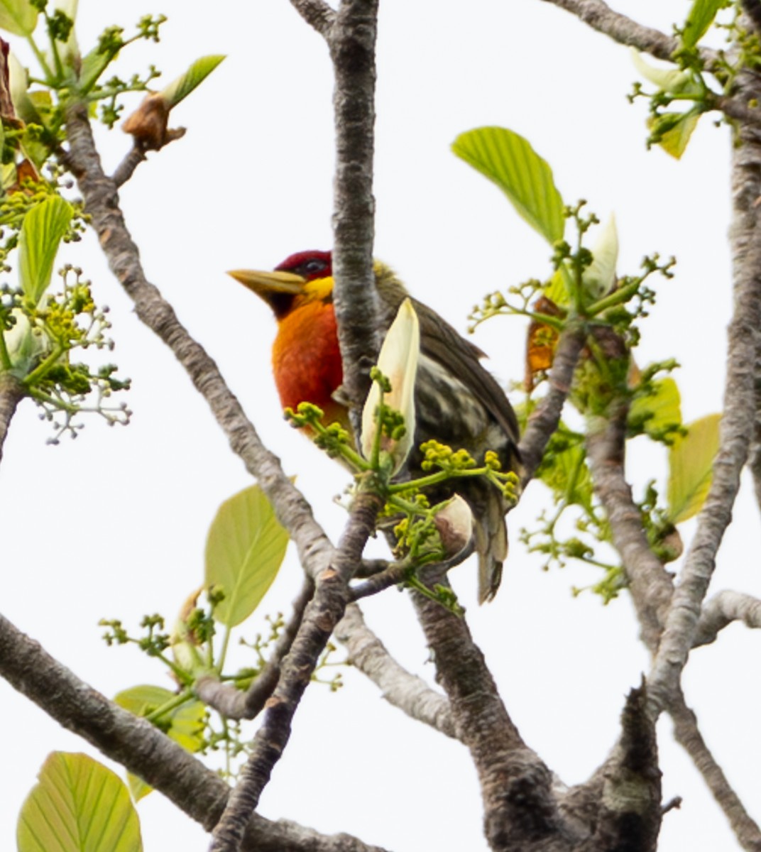 Lemon-throated Barbet - ML644032013