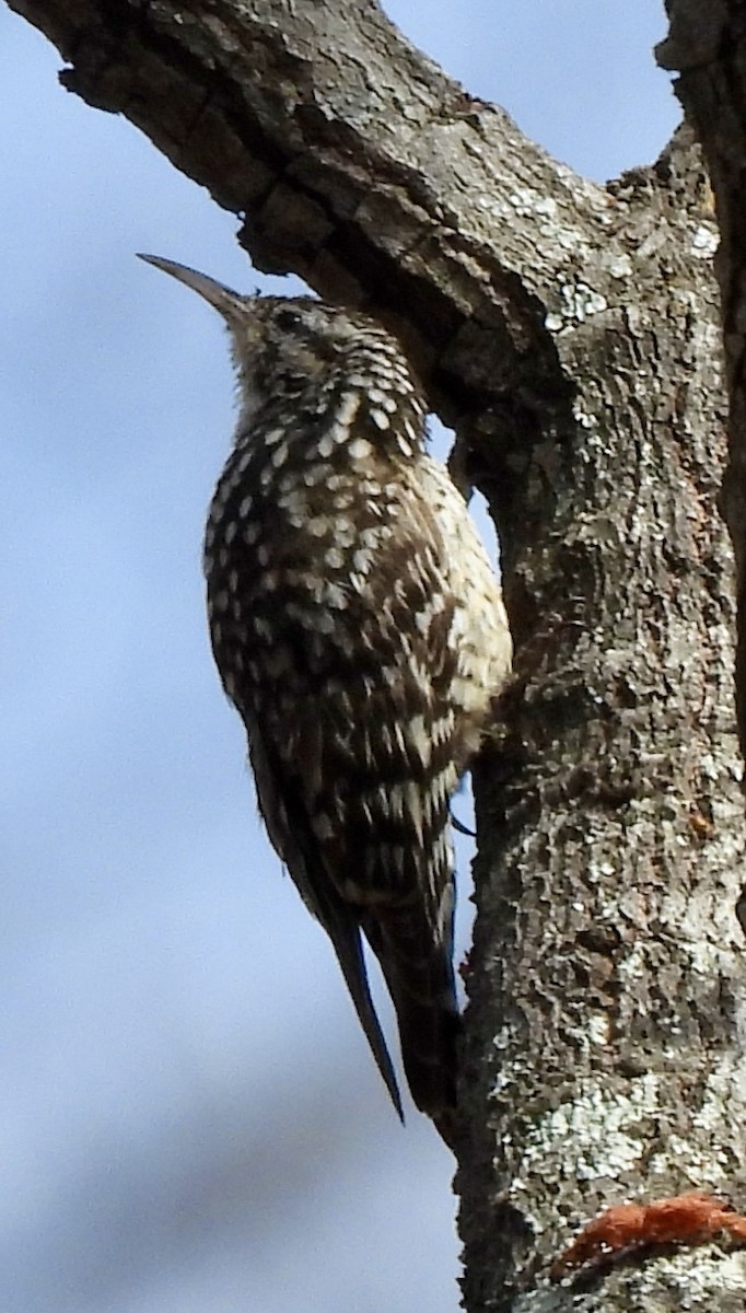 African Spotted Creeper - ML644032049