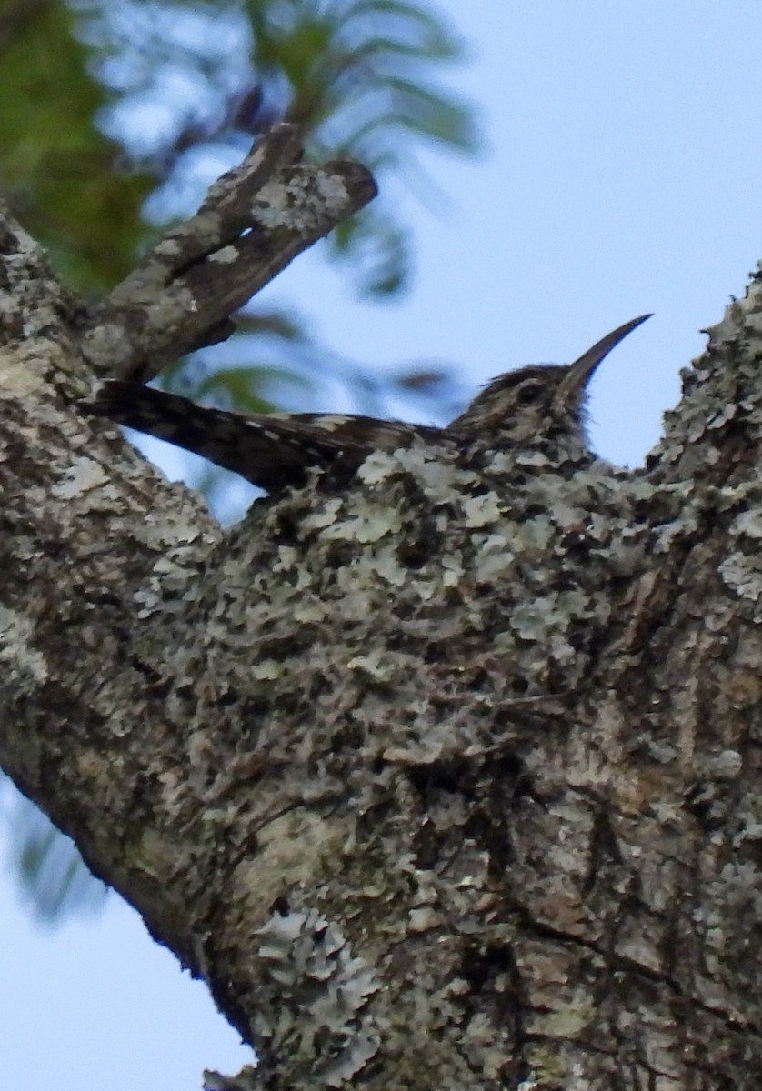 African Spotted Creeper - ML644032050