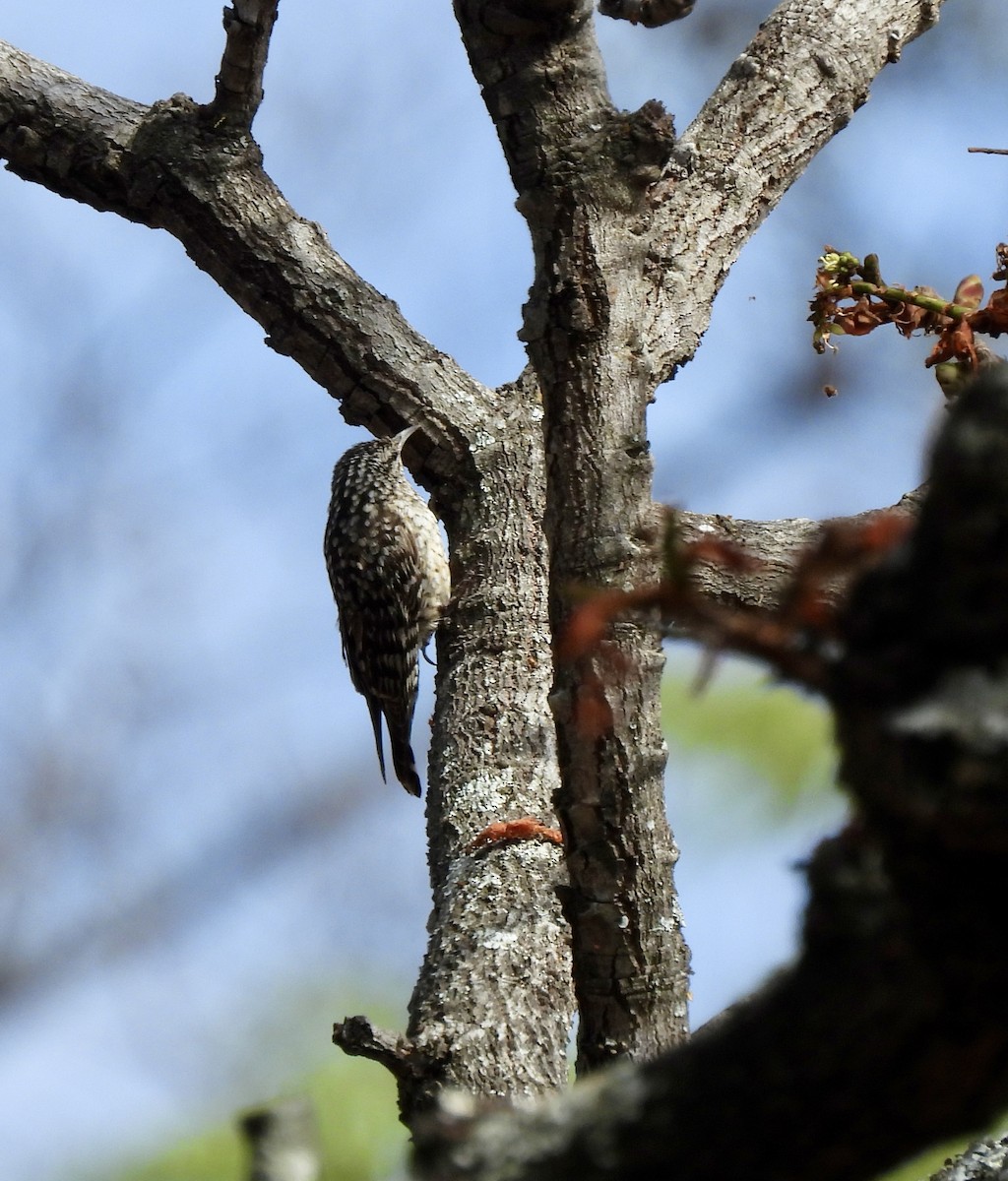 African Spotted Creeper - ML644032051