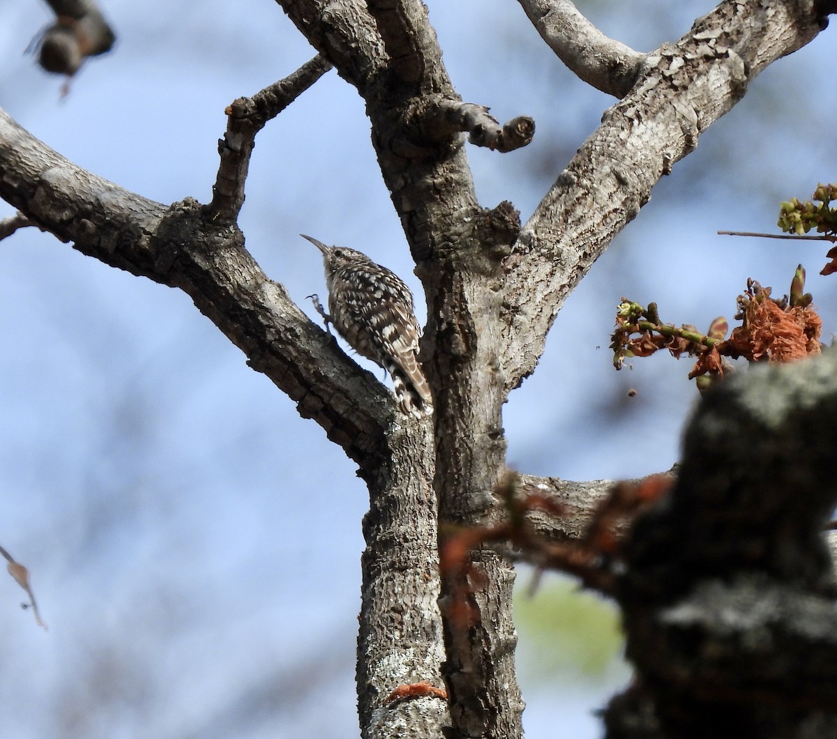 African Spotted Creeper - ML644032052