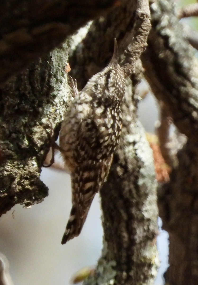 African Spotted Creeper - ML644032053