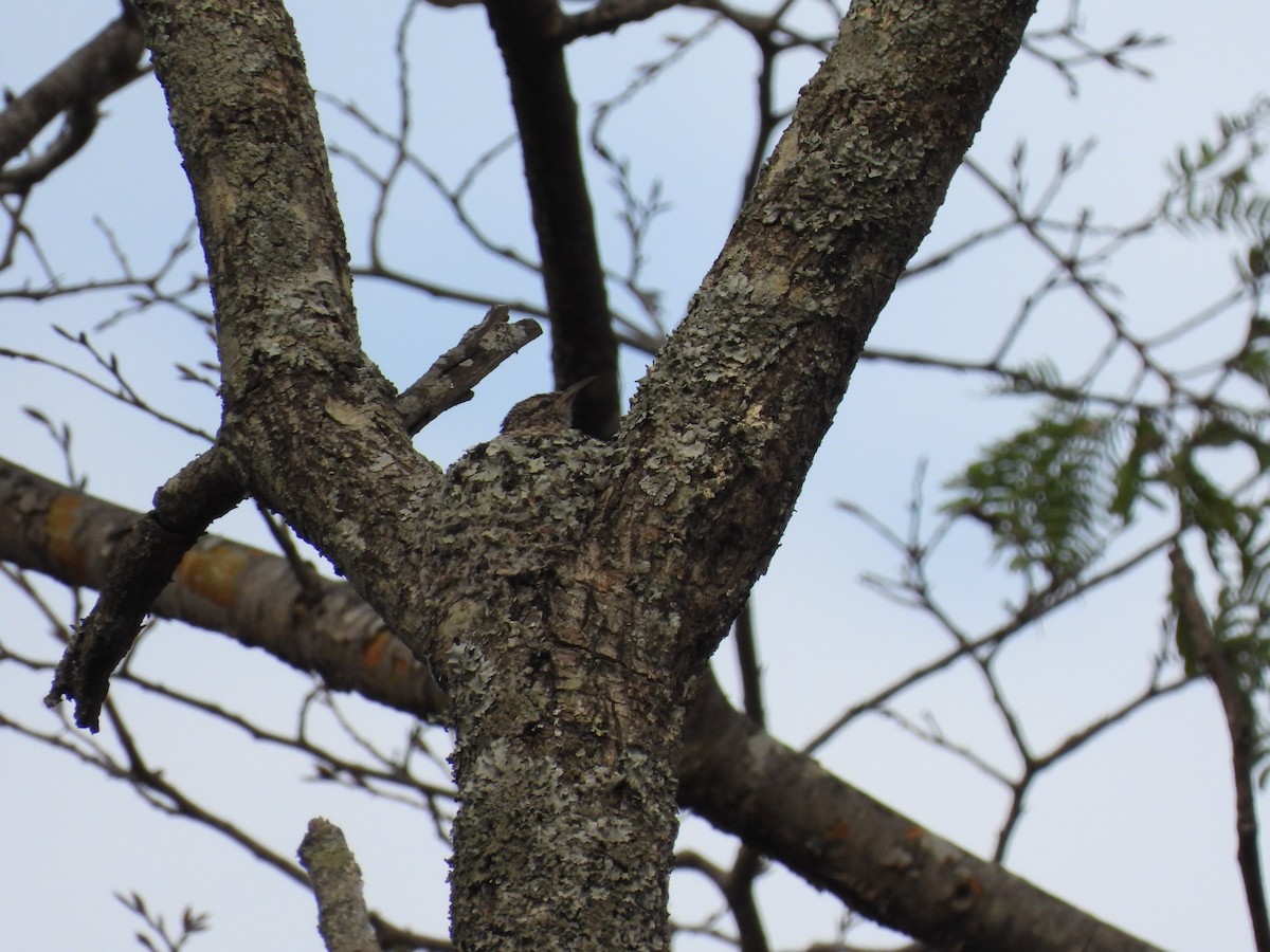 African Spotted Creeper - ML644032054