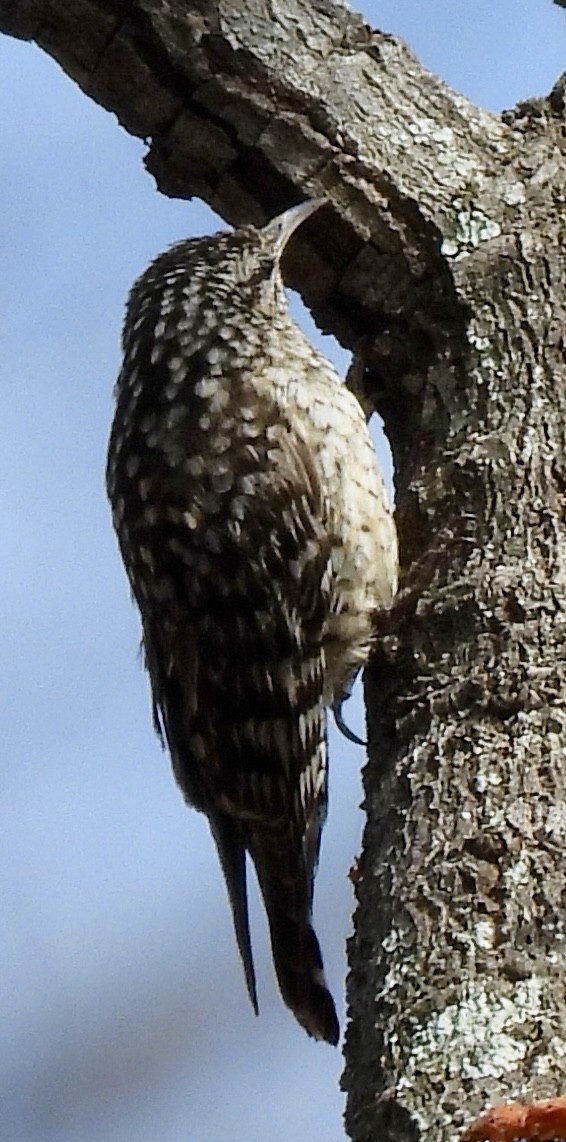 African Spotted Creeper - ML644032055