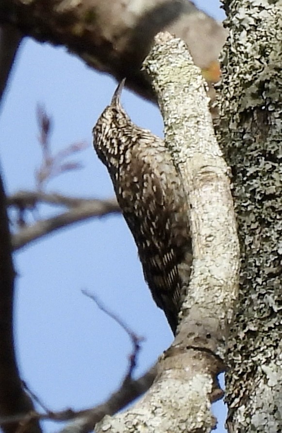 African Spotted Creeper - ML644032056