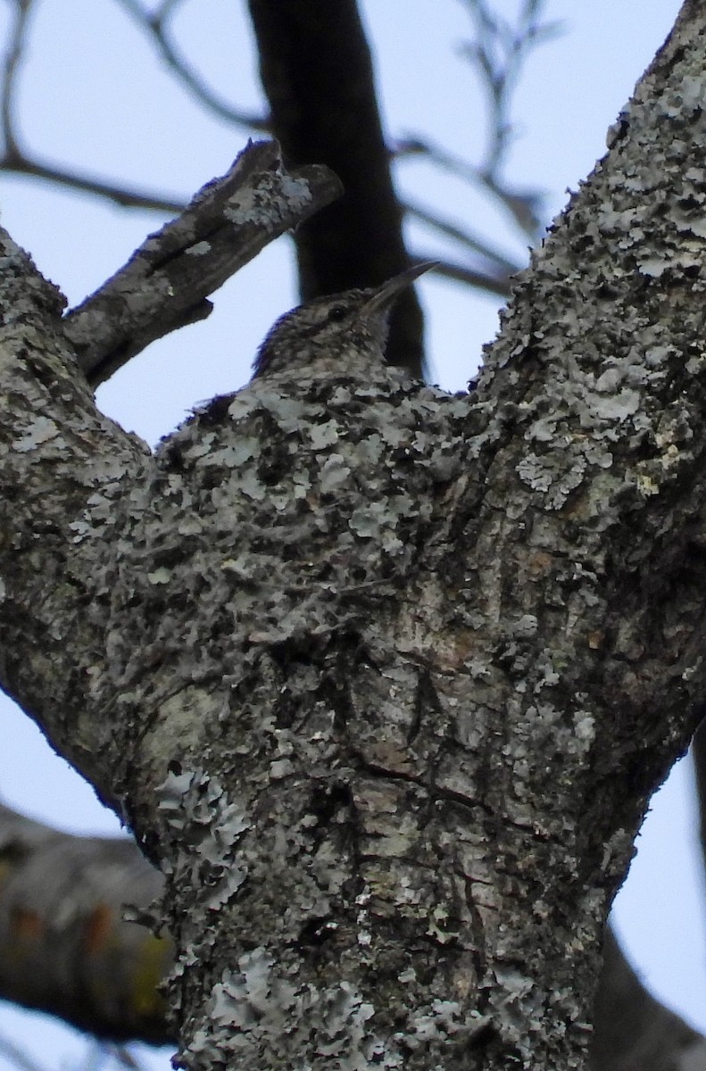 African Spotted Creeper - ML644032058