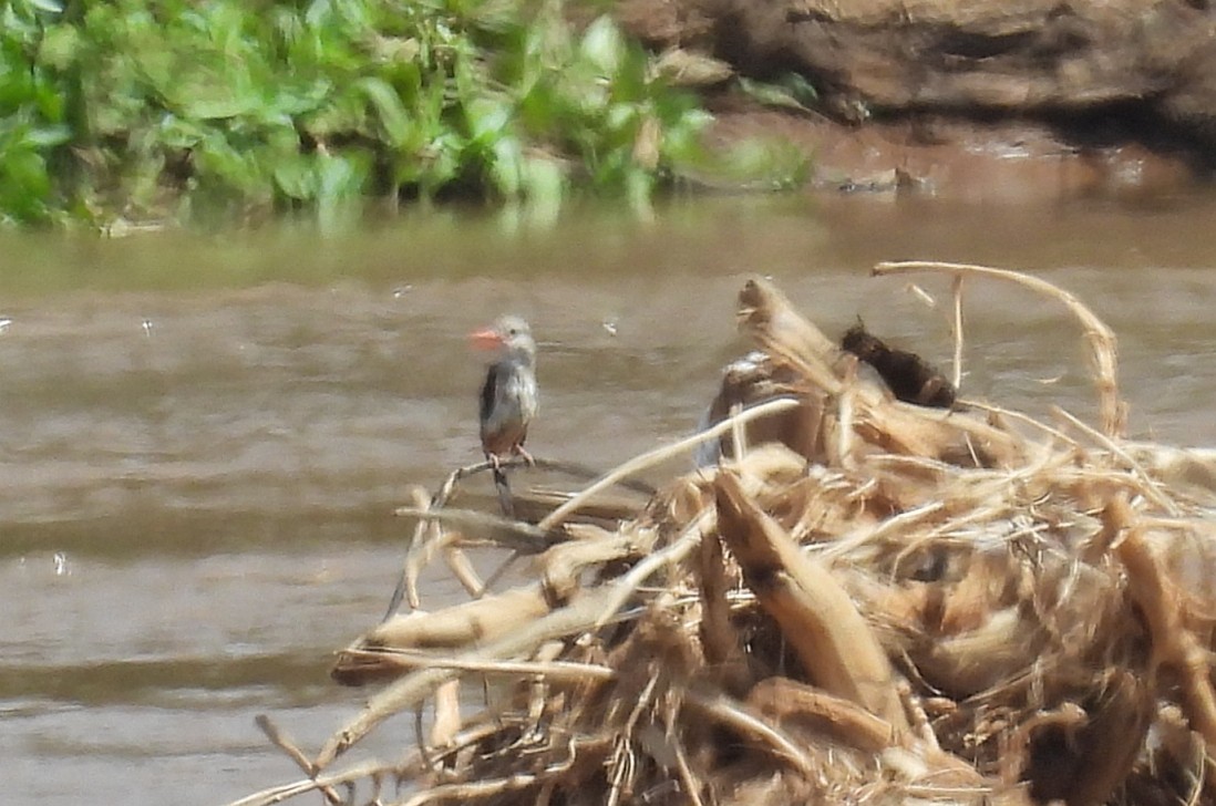 Alción Cabeciblanco - ML644032059